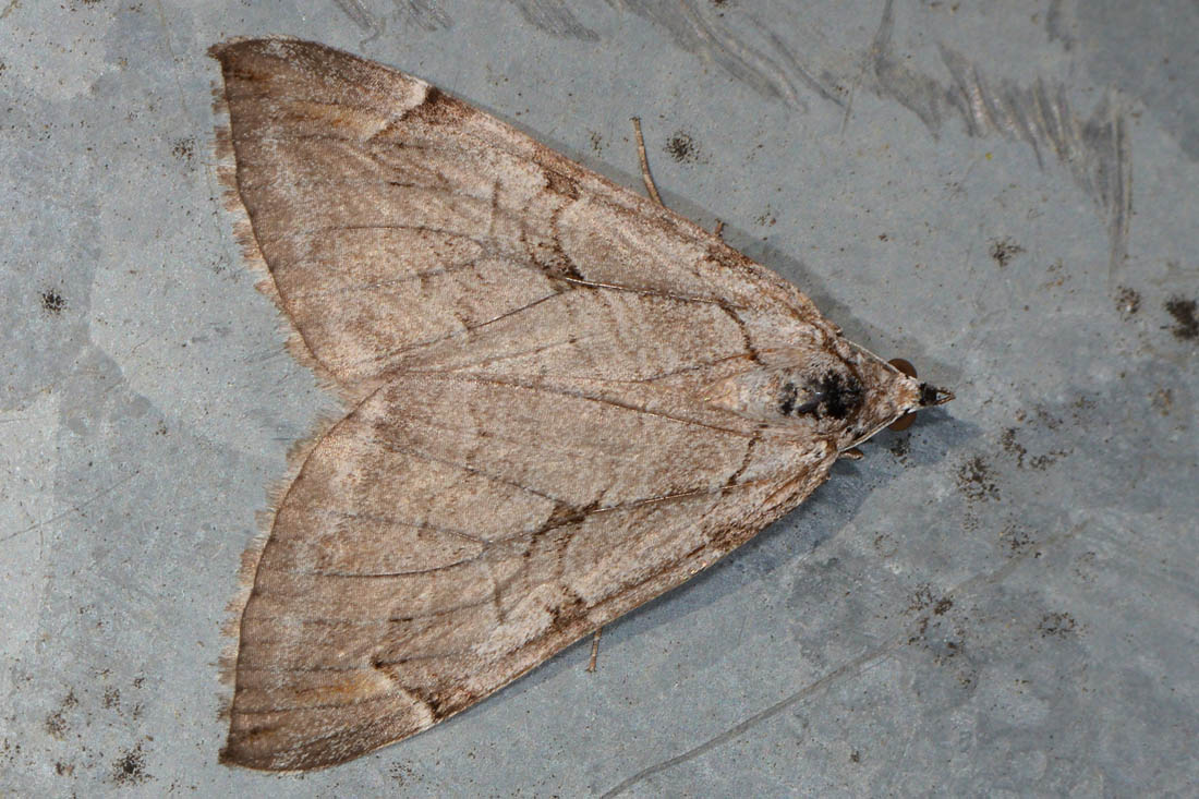 Geometridae? S, Aplocera sp.